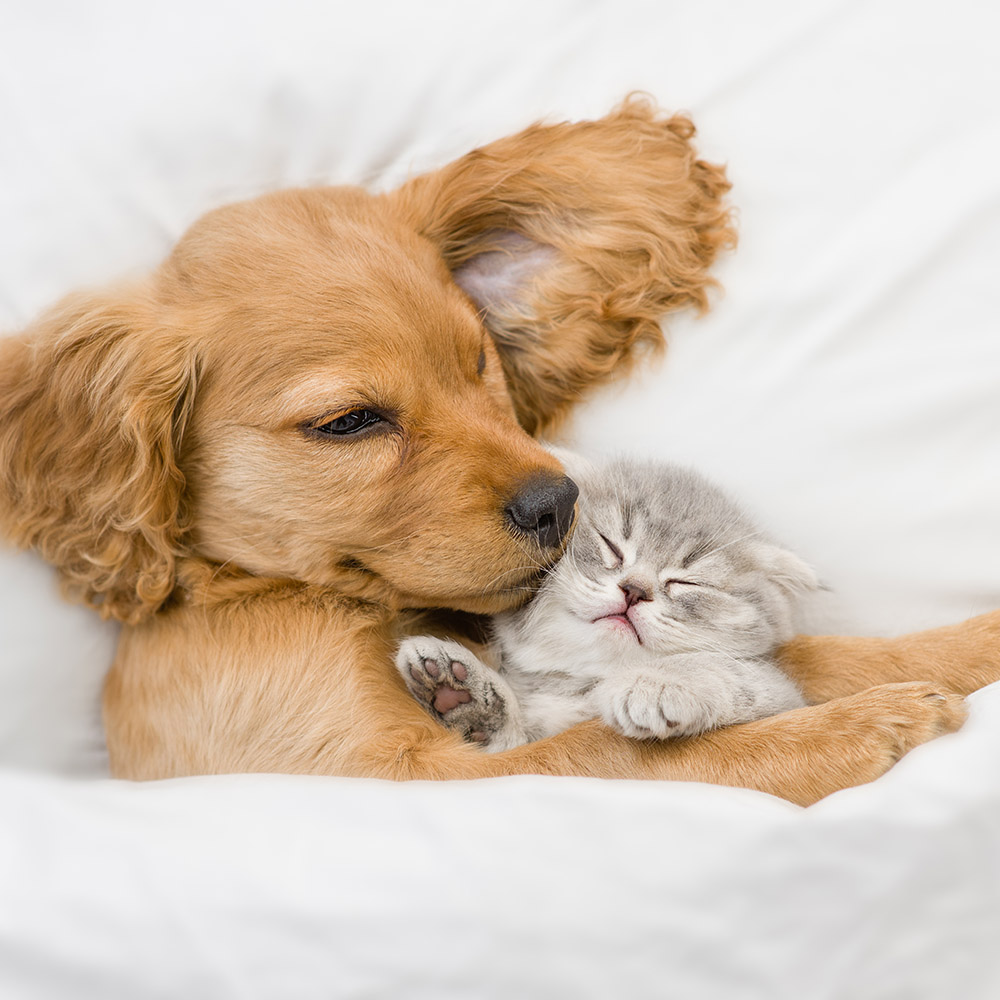 produits-veterinaires-pharmacie-des-portes-de-pujols